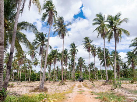 Coconut plantation and dirt road in Chonburi Province, Thailand.の写真素材