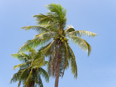 Two palm trees at coconut plantation in Huai Yai, the Chonburi province of Thailand.の写真素材