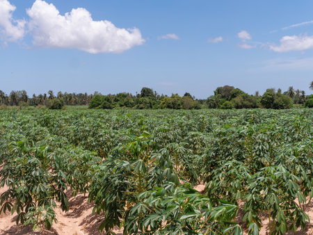 Cassava field in Huai Yai, the Chonburi province of Thailand.の写真素材