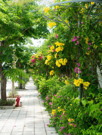 Sidewalk surrounded by flowers and trees at Sam Son Beach in Thanh Hoa, Vietnam.の写真素材