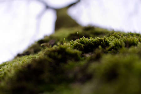 Close up marco shot of green moss blossom on a tree in a low-angle shotの写真素材