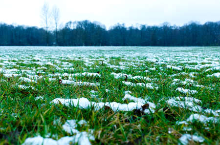 Low shot of the first snow on grass lawn in the Munich Englisher Garten park