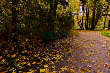 A walking path and two benches in the Englisher Garten park in Munich, Germany on a fall / autumn dayの写真素材