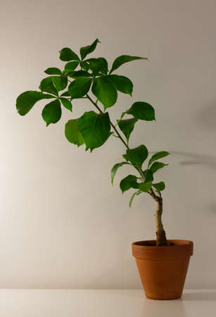 A young and small leafy baobab tree (Adasonia digitata) in a terracotta pot with a simple white backgroundの写真素材