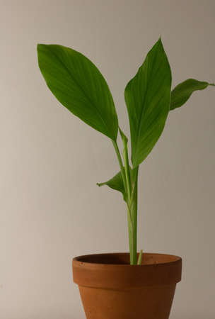A small turmeric plant in a terracotta pot against a white backgroundの写真素材