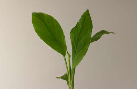 Leaves of a young turmeric plant with a white backgroundの写真素材