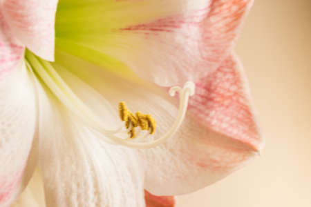 Amaryllis in bloom. Nature background.の写真素材