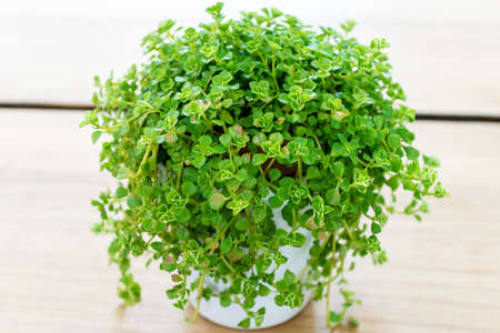Houseplant Succulent in flowerpot. Interior and decoration.