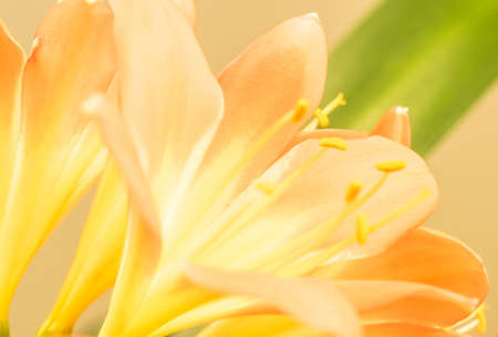 CloseUp from orange Clivia amaryllis flower. Nature Background.