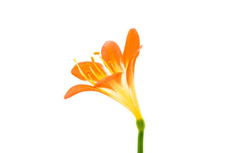 Flower from clivia amaryllis. Decor and equipment.の写真素材