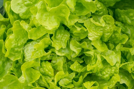Top view on fresh green lettuce salad. Healthy food concept. Photo texture and nature background.