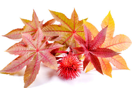 Castorbean. Castor oil plant, Ricinus communis, medical and pharmaceutical plantの写真素材