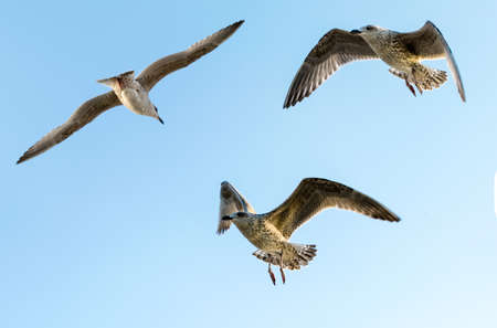 Seagull against sky. Flying birds. European herring gull. Larus argentatusの写真素材