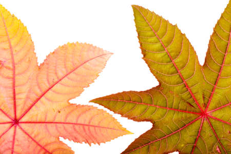 Castorbean leaf. Castor oil plant, Ricinus communis, medical and pharmaceutical plant. Colorful autumn leaves isolated on white.の写真素材