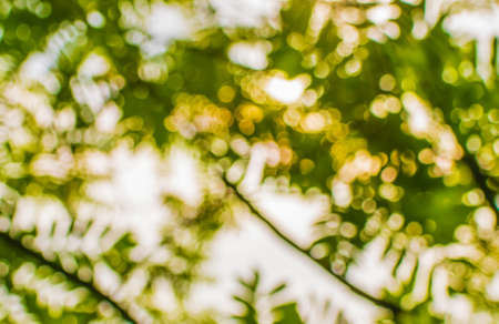 Abstract green nature background against sun, selective focusの写真素材