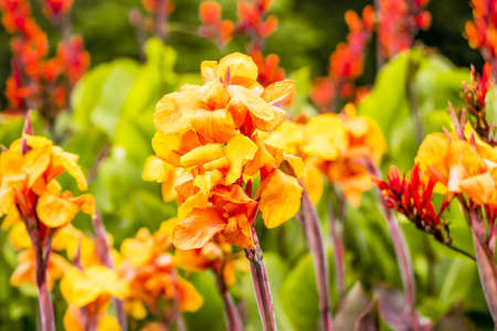 close up canna flower growing in a gardenの写真素材