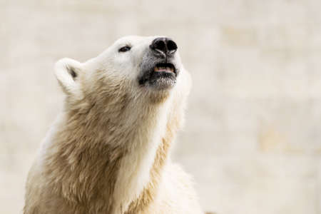 Polar bear. Ursus maritimus. Wild arctic animalの写真素材