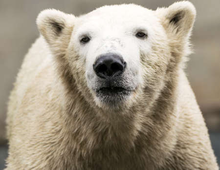 Polar bear. Ursus maritimus. Wild arctic animalの写真素材