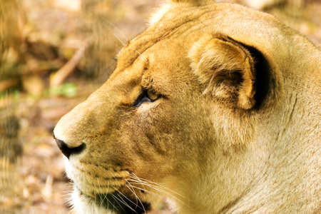 Lioness female. Panthera leo. Wild animal and wildlifeの写真素材