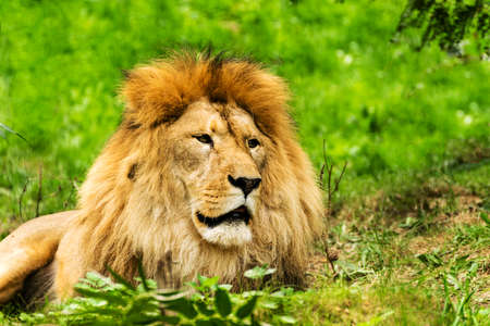 Lion male. Panthera leo. Wild animal and wildlifeの写真素材