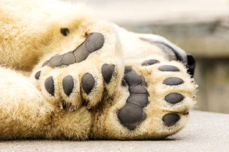 Paws of polar bear. Ursus maritimus. Wild arctic animalの写真素材