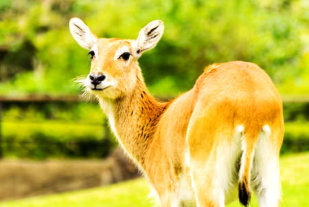 The Antelope. Beautiful female lechwe. Kobus lecheの写真素材
