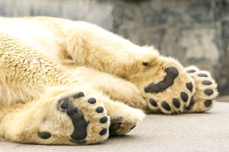 Paws of polar bear. Ursus maritimus. Wild arctic animalの写真素材