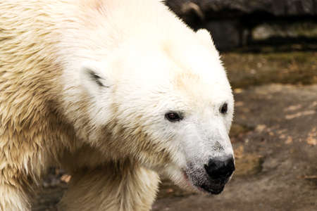 Polar bear. Ursus maritimus. Wild arctic animalの写真素材