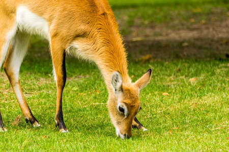 The Antelope. Beautiful female lechwe. Kobus lecheの写真素材