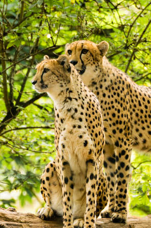 Two cheetahs. Acinonyx jubatus. Wild animal and wildlife
