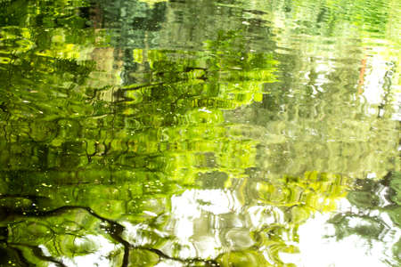 Tree reflection in water. Nature backgroundの写真素材