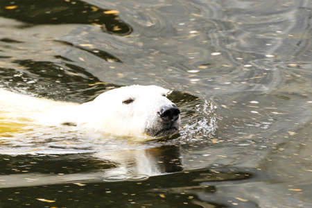 Male polar bear swimming in water. Ursus maritimus. Wild arctic animalの写真素材