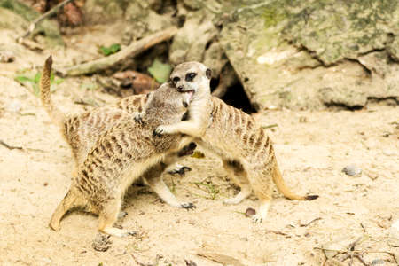 Meerkat. Suricata suricatta.の写真素材