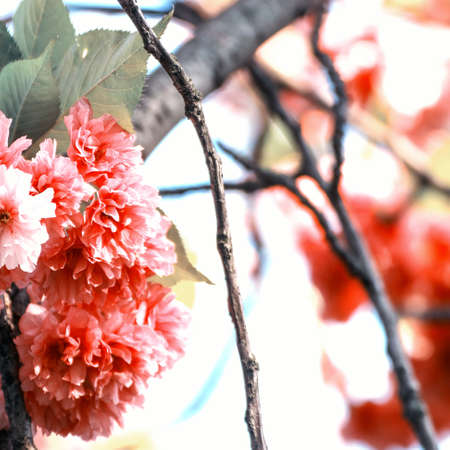 Cherry flowersの写真素材