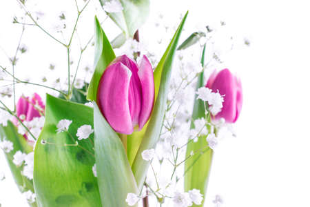 Pink tulip flowersの写真素材