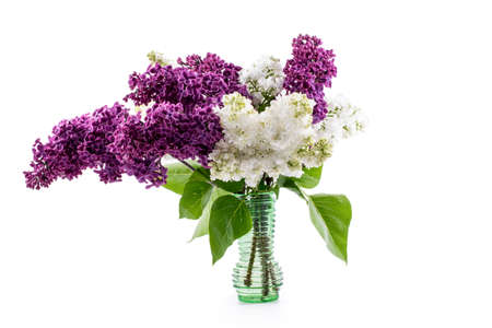 lilac flowers on white background. Postcard, cover, cardの写真素材