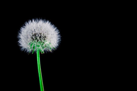 Dandelionの写真素材