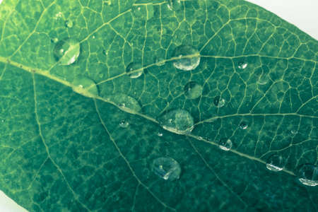 Green leaf with drops of water. nature backgroundの写真素材