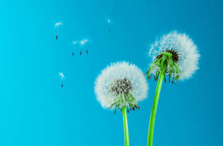 Dandelion blowingの写真素材