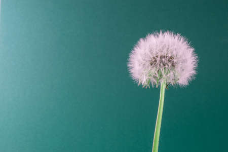 Dandelionの写真素材