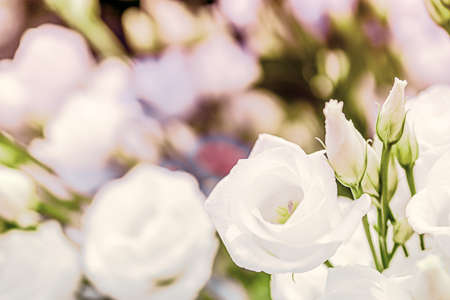 white rosa flowers background close-up macro. Spring summer border template floral background. greeting and celebration card.の写真素材