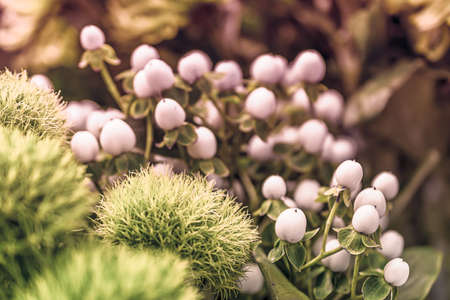 flowers background close-up macro. Spring summer border template floral background. greeting and celebration card.の写真素材