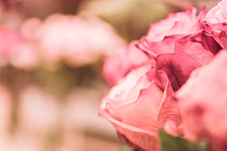 rosa flowers background close-up macro. Spring summer border template floral background. greeting and celebration card.の写真素材