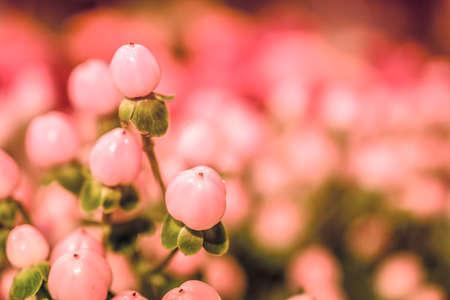 rosa flowers background close-up macro. Spring summer border template floral background. greeting and celebration card.の写真素材