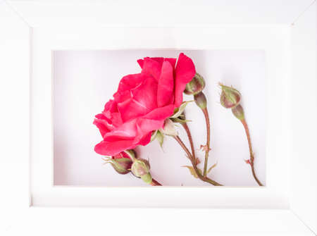 Rose flower in photo frame.  greeting and celebration card.の写真素材