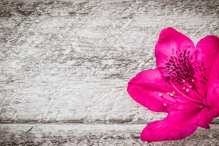 Rhododendron flowers on wooden background. top view with copy space.の写真素材