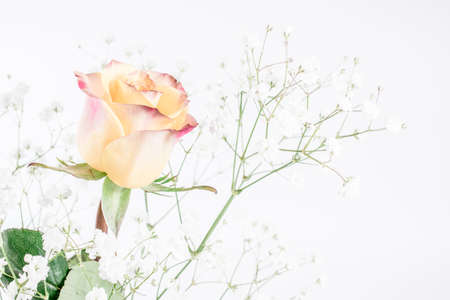 Rose flower on white backgroundの写真素材
