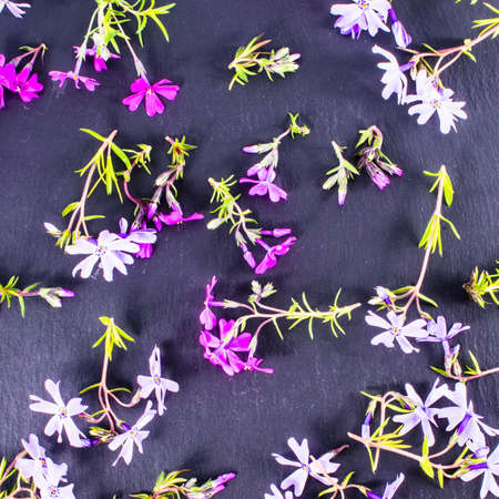 close-up of Phlox on stone background with copy space. macro spring and summer border template floral. greeting and holiday card.の写真素材