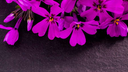close-up of Phlox on stone background with copy space. macro spring and summer border template...