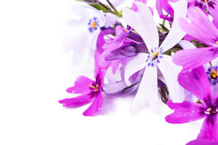 close-up of Phlox isolated on white background with copy space. macro spring and summer border template floral. greeting and holiday card.の写真素材